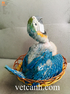 Vẹt nam mỹ con non có giá rẻ tại tphcm